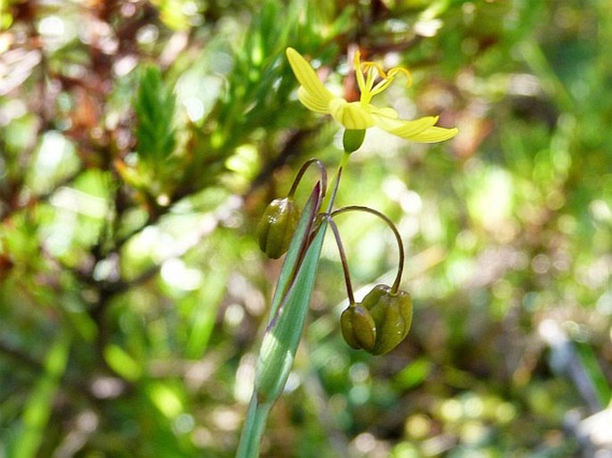 Sisyrinchium tinctorium