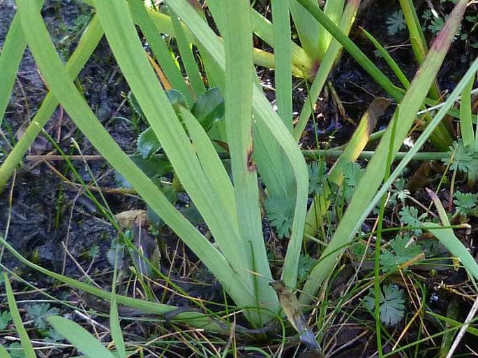 Sisyrinchium tinctorium