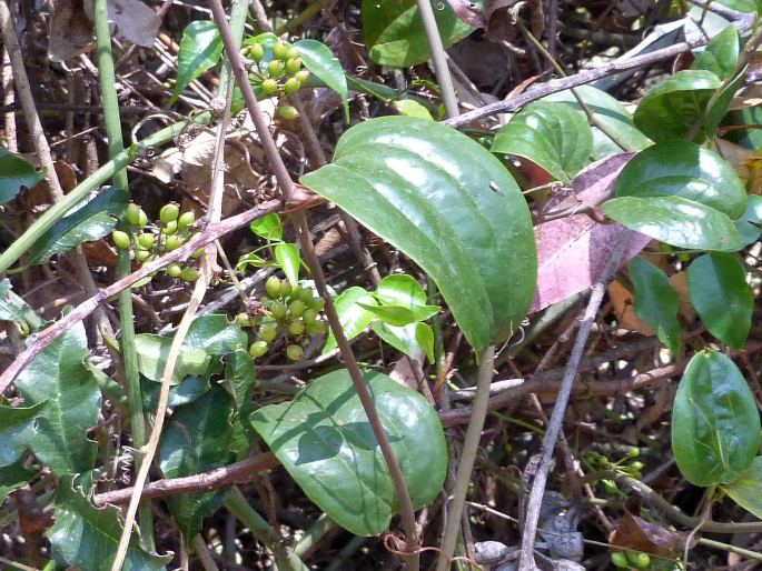 SMILAX ANCEPS Willd. - přestup