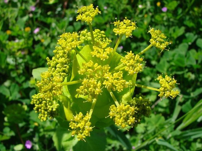 Smyrnium rotundifolium