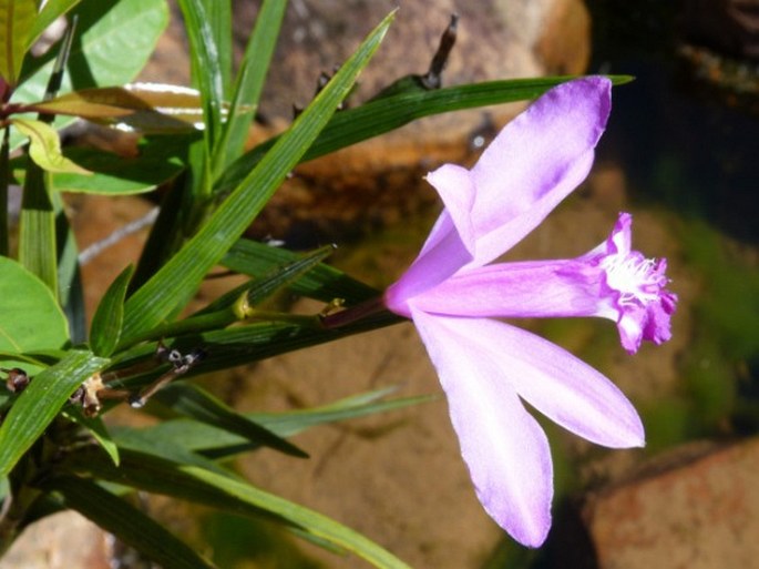 Sobralia stenophylla