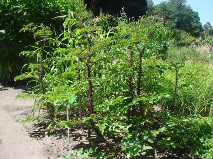 Solanum atropurpureum