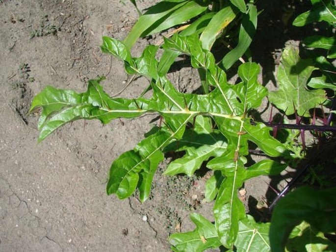 Solanum atropurpureum