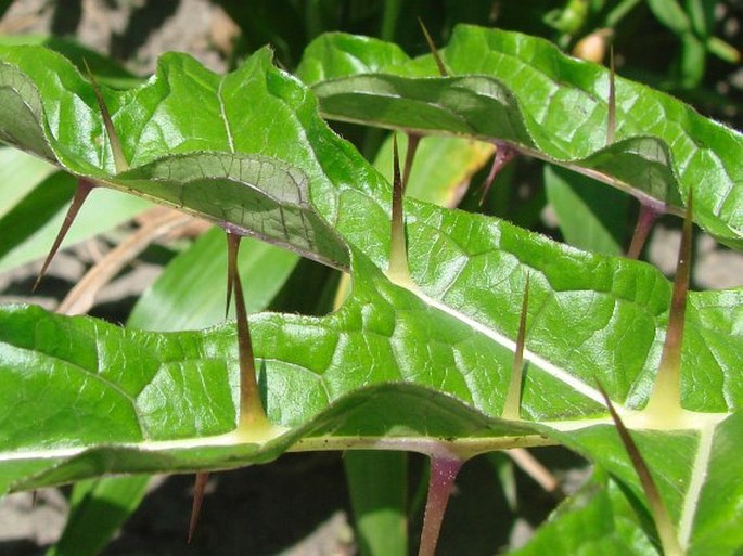 Solanum atropurpureum