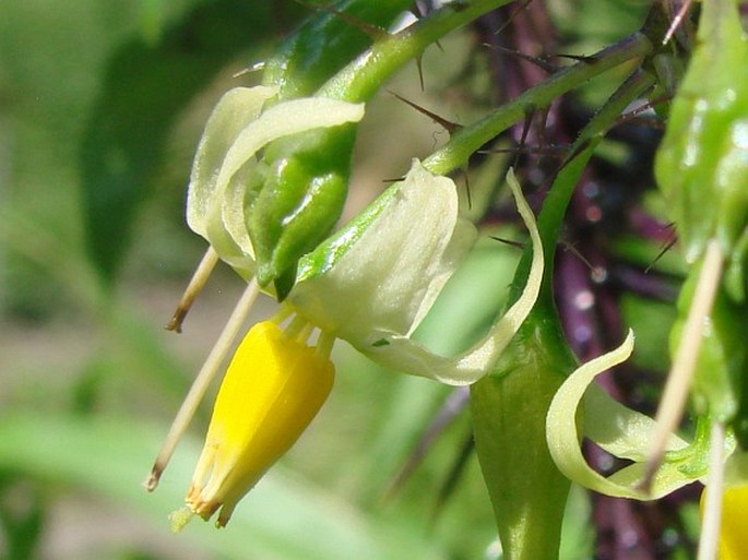 Solanum atropurpureum