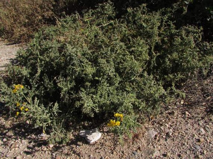 Solanum chilense