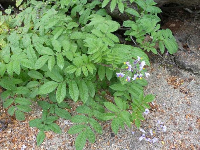 Solanum palustre