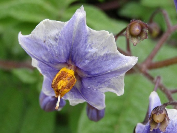 Solanum palustre