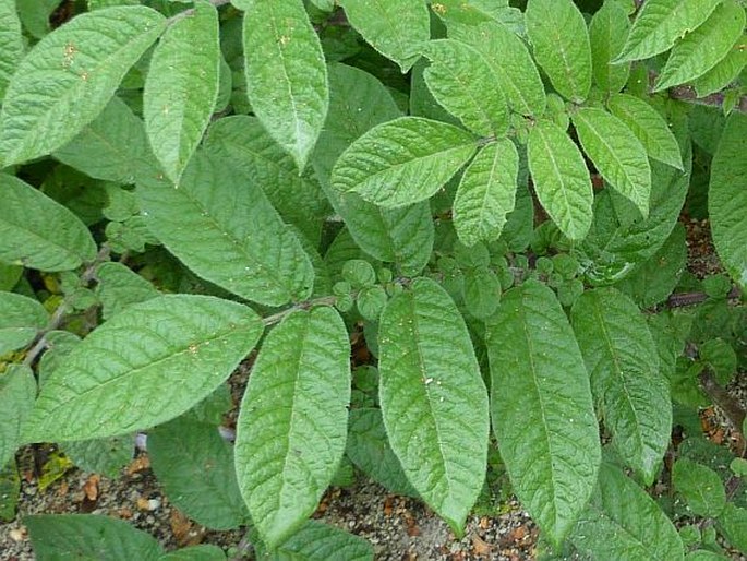 Solanum palustre