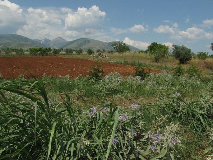 Solanum elaeagnifolium