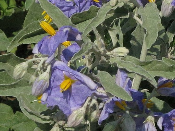 Solanum elaeagnifolium