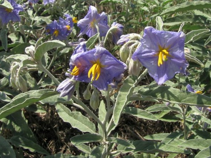 Solanum elaeagnifolium