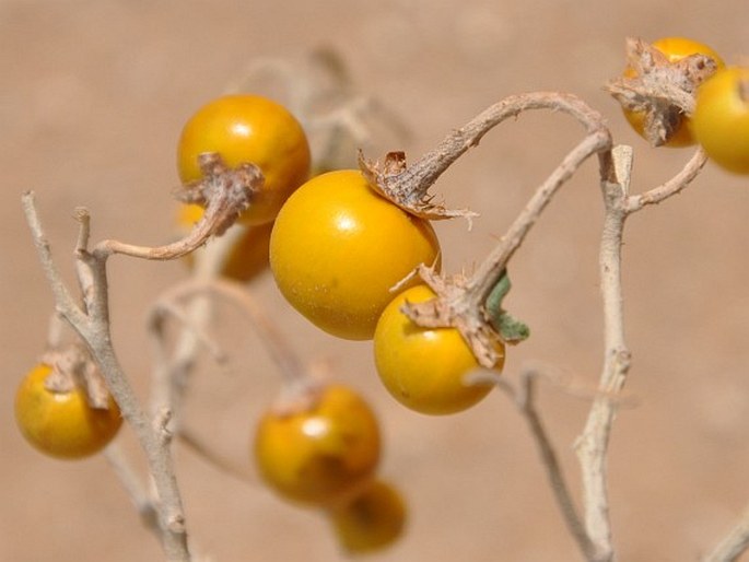 Solanum elaeagnifolium