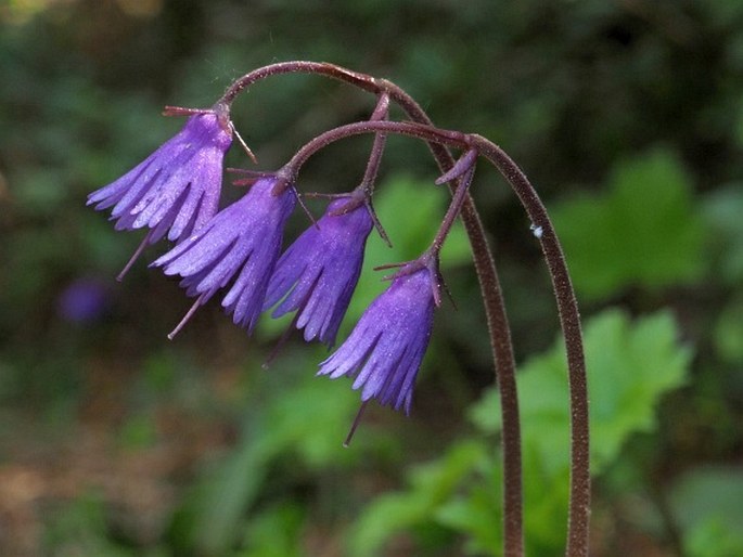 SOLDANELLA RICHTERI Wettst. – dřípatka / soldanelka