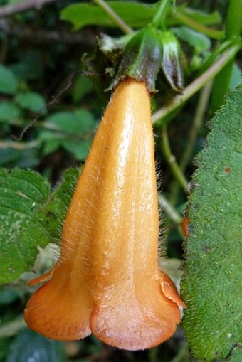 Solenophora calycosa