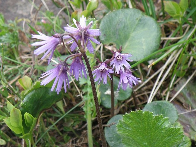 SOLDANELLA CHRYSOSTICTA subsp. SERBICA Niederle – dřípatka / soldanelka