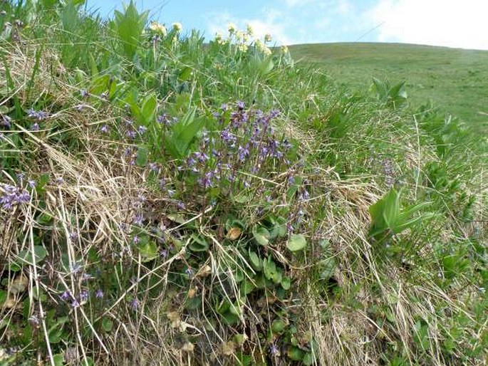 Soldanella chrysosticta subsp. serbica