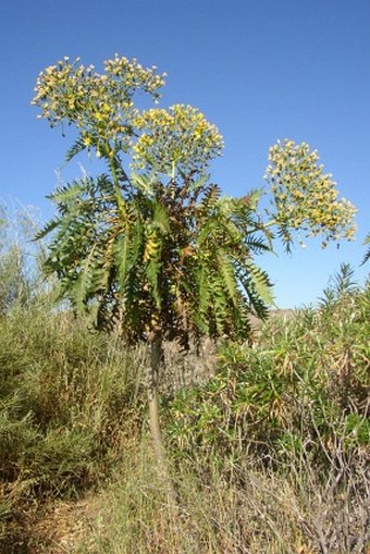 Sonchus canariensis