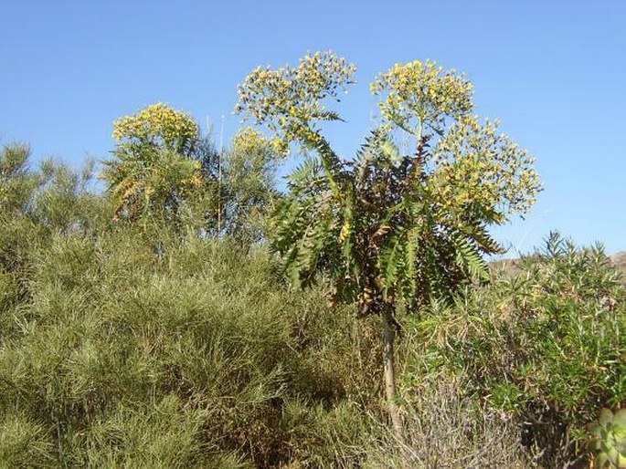 Sonchus canariensis