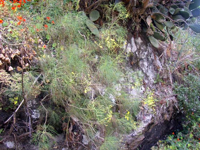 Sonchus leptocephalus