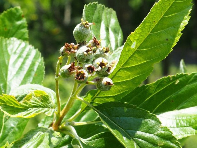 Sorbus aria