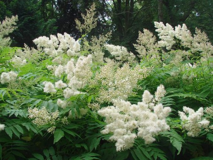 SORBARIA SORBIFOLIA (L.) A. Braun – tavolníkovec jeřábolistý / tavoľníkovec jarabinolistý