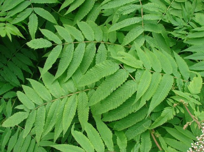 Sorbaria sorbifolia