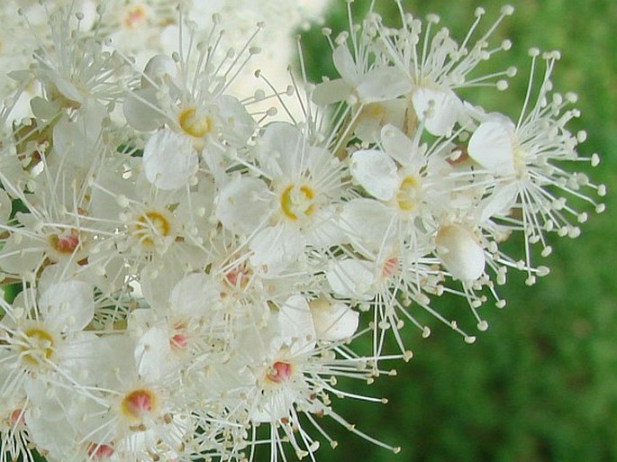 Sorbaria sorbifolia