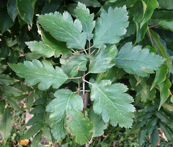 Sorbus intermedia