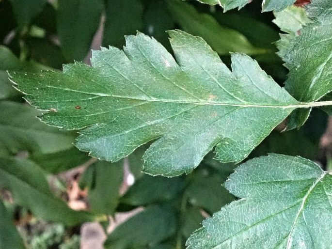 Sorbus intermedia