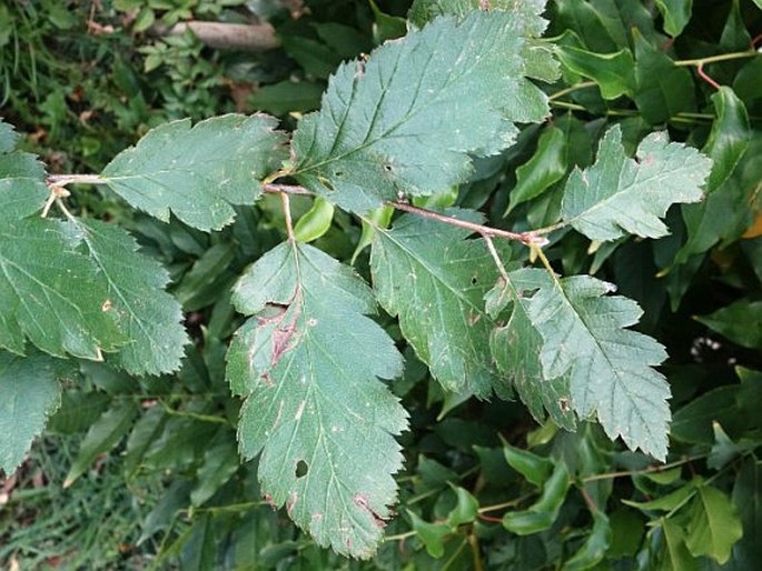 Sorbus intermedia