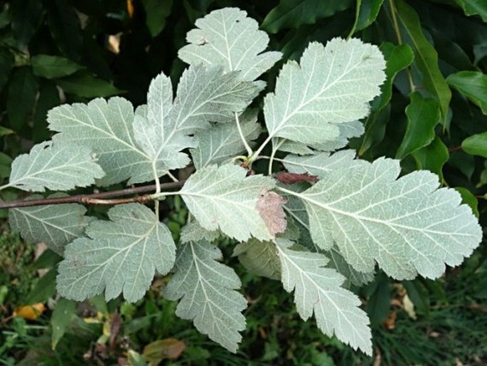 Sorbus intermedia