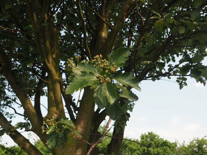 Sorbus intermedia