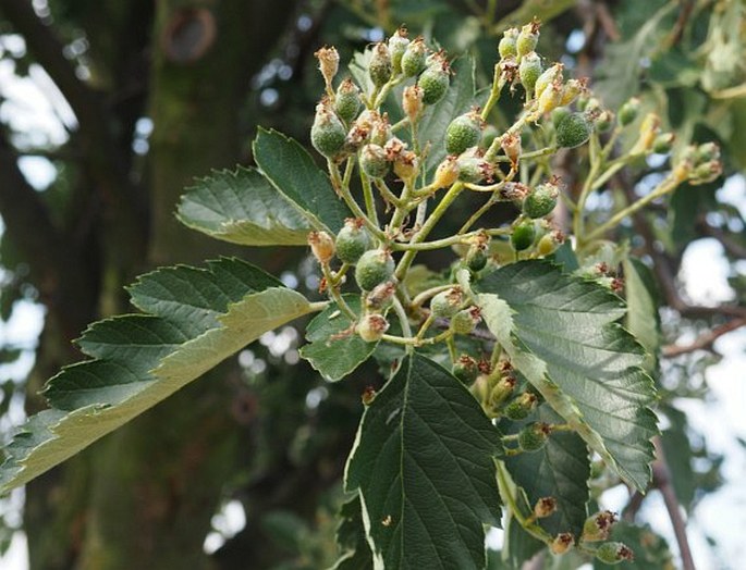 Sorbus intermedia