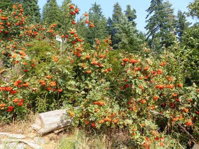 Sorbus scopulina