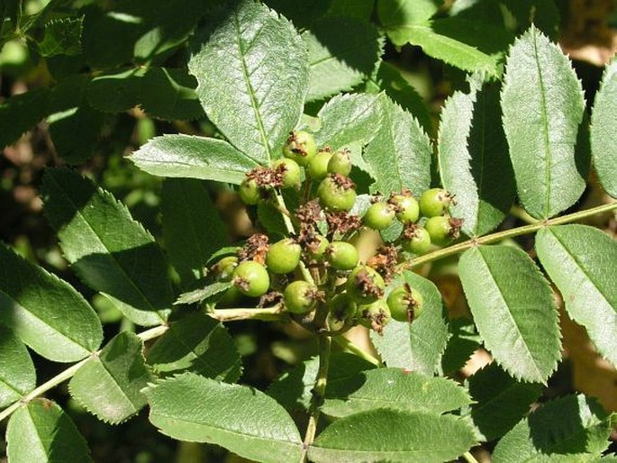 Sorbus scopulina