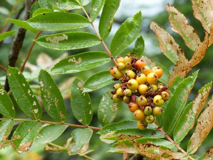 Sorbus scopulina