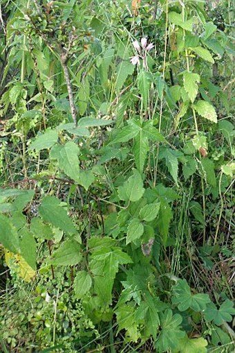 Sparmannia ricinocarpa