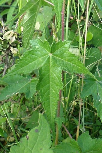 Sparmannia ricinocarpa