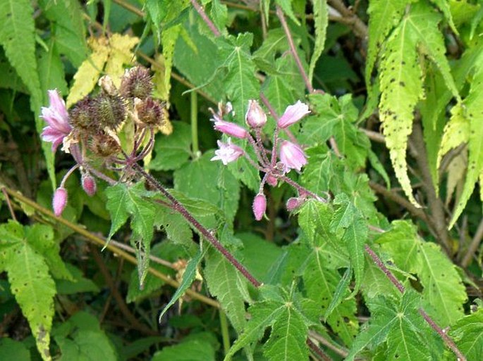 SPARMANNIA RICINOCARPA (Eckl. et Zeyh.) Kuntze