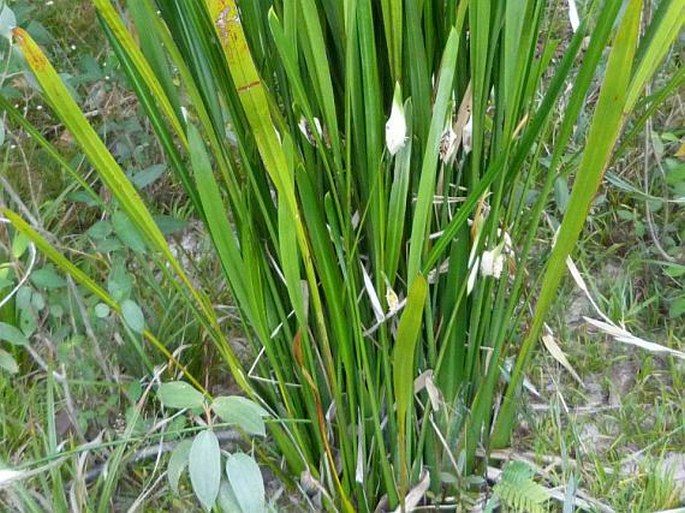 Spathanthus bicolor