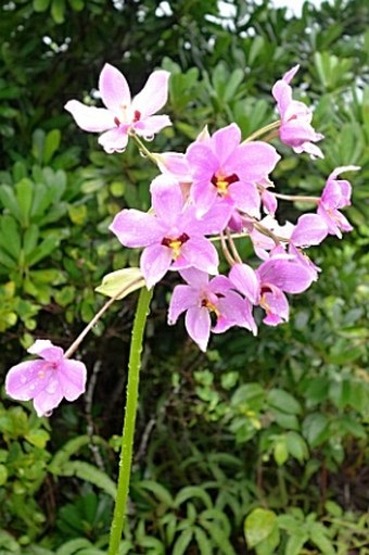 Spathoglottis carolinensis