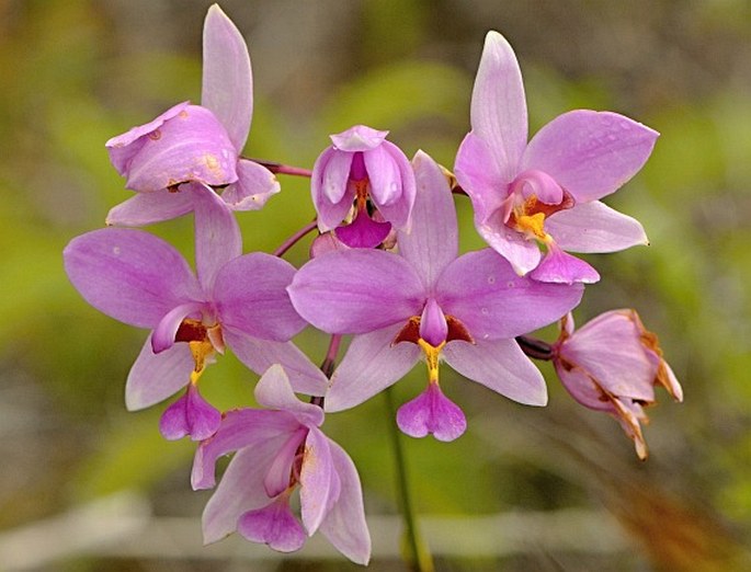 SPATHOGLOTTIS CAROLINENSIS Schltr.