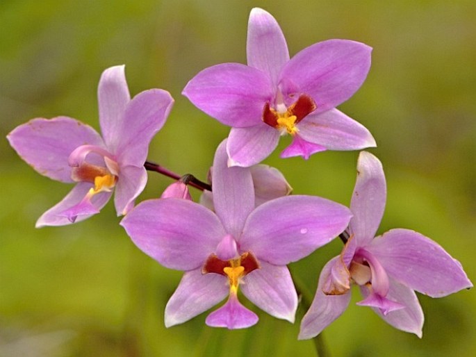 Spathoglottis carolinensis