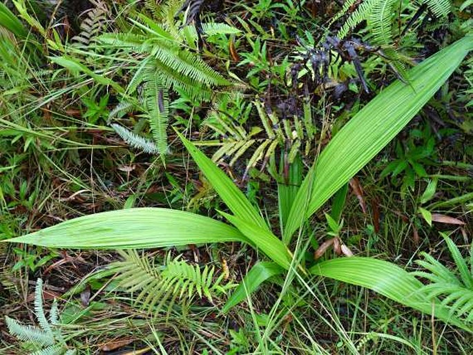 Spathoglottis carolinensis