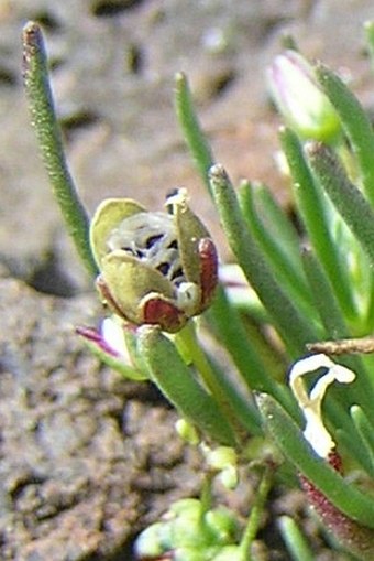 Spergula fallax