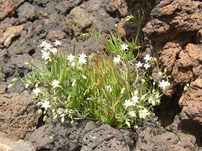 Spergula fallax