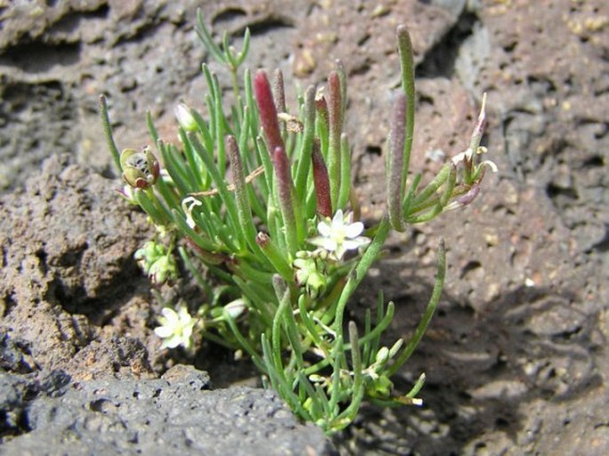 Spergula fallax