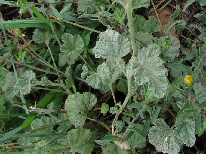 Sphaeralcea ambigua