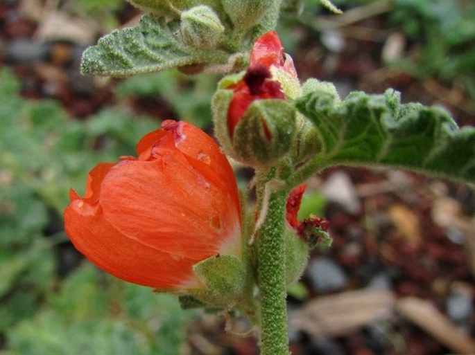 Sphaeralcea ambigua